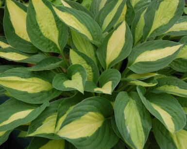 Hosta GYPSY ROSE Funkia /C1,5