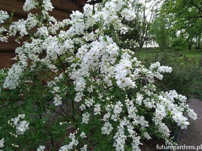 Obiela THE BRIDE Exochorda - drzewko C15/Pa120(1,4-1,6)m