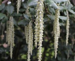 Garrya elliptica JAMES ROOF C2/20-30cm *K14w9
