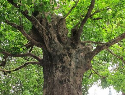 Bischofia polycarpa C2(C5)80-100cm *GD
