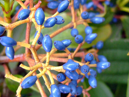 Kalina zimozielona ANGUSTIFOLIUM Viburnum davidii /C2 *K15w2