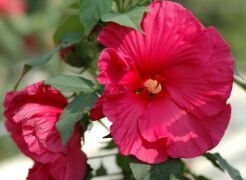 Hibiscus wielkokwiatowy SUMMER IN PARADISE Ketmia /C5 *28T
