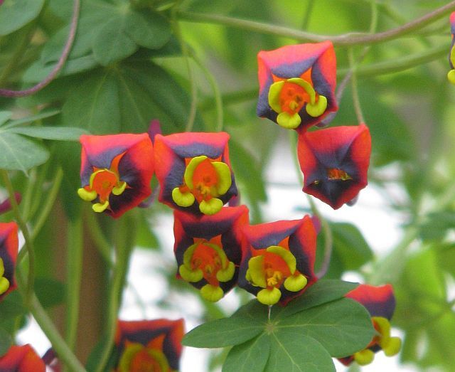 Tropaeolum tricolor
