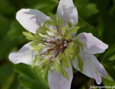 Zawilec gajowy GREEN DREAM Anemone nemorosa /P9