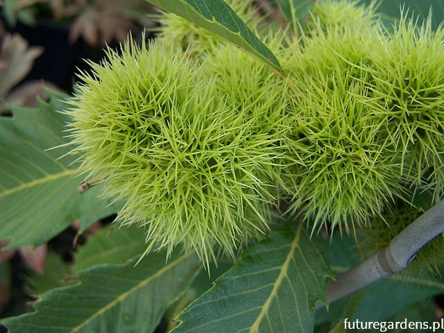 Kasztan jadalny CRISPA Castanea sativa C3/60cm