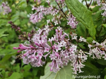 Lilak aksamitny Syringa sweginzowii S.tomentella C5/60-100cm *K10