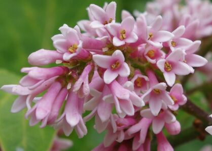 Lilak aksamitny Syringa S.sweginzowii S.tomentella C5/40-60cm *K20