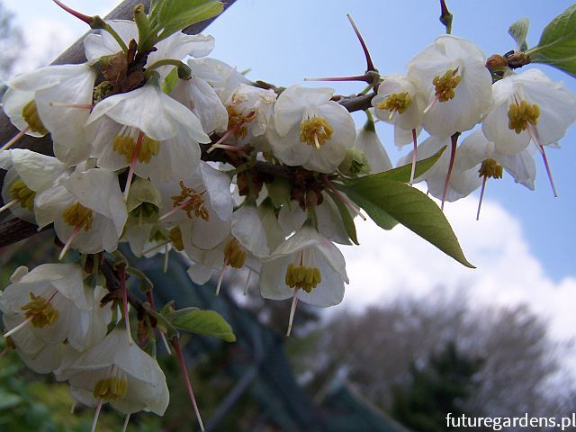 Ośnieża czteroskrzydła UCONN WEDDING BELLS  Halesia tetraptera C3/40-50cm