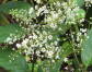 Meliosma dilleniifolia subsp. cuneifolia C2/100cm *K8