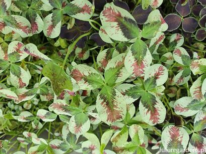 Koniczyna SWEET MIKE Trifolium repens /P10 *14