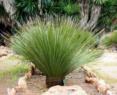 Dasylirion serratifolium Trawa drzewiasta C6/70cm *K16