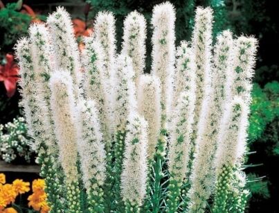 Liatra kłosowa ALBA Liatris spicata /C5 *7F