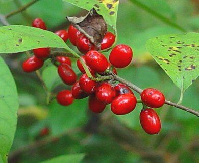 Lindera wczesna Lindera praecox C5/60-80cm