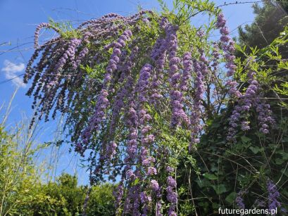 Budleja skrętolistna Buddleja alternifolia /C3 *K21