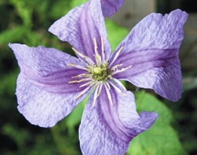 Clematis EMILIA PLATER Powojnik 