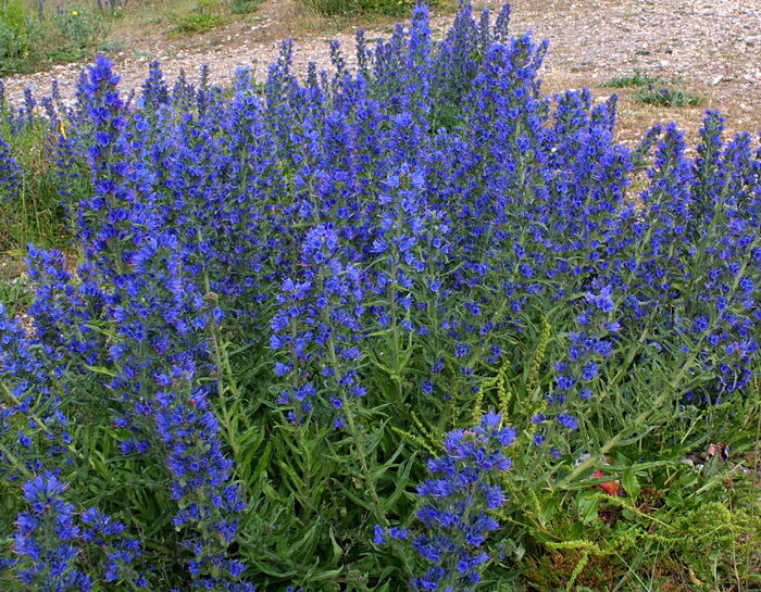 Żmijowiec zwyczajny Echium vulgare /P9 *K7