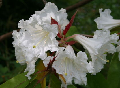 Różanecznik uszkowaty Rhododendron auriculatum C7,5/60cm