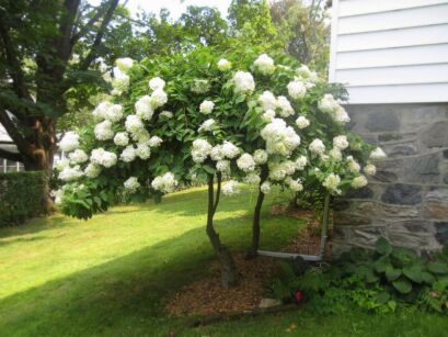 Hortensja bukietowa TARDIVA na PNIU Hydrangea paniculata C5/Pa80-140cm