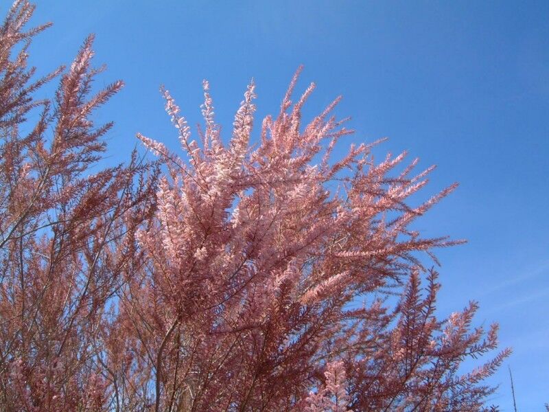 Tamaryszek drobnokwiatowy Tamarix parviflora /C3