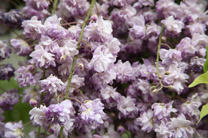 Wisteria floribunda VIOLACEA PLENA syn.'Black Dragon' Glicynia kwiecista C2/100cm *T48