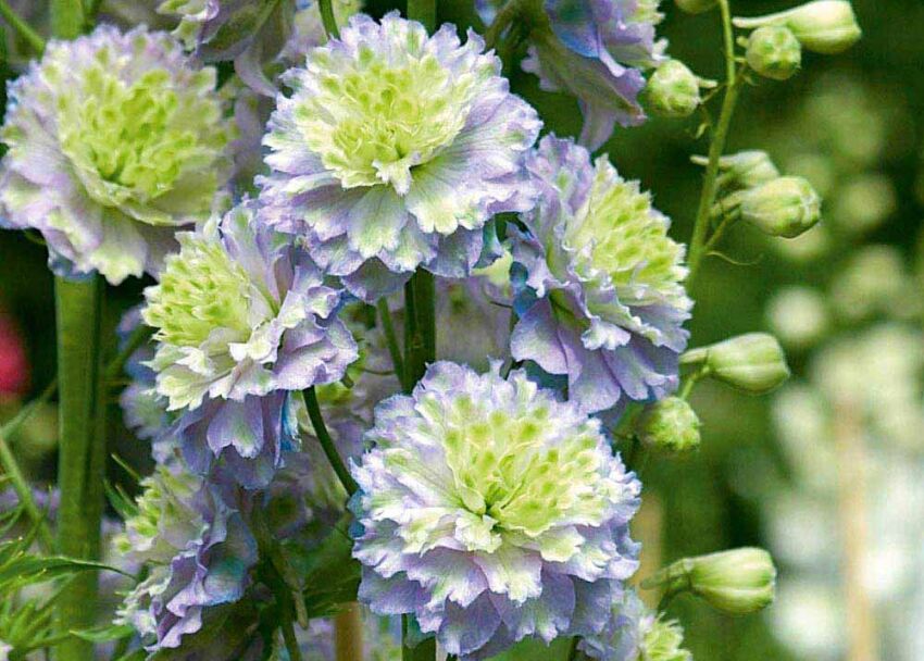 Ostróżka Highlander MOONLIGHT Delphinium  /P11 *K7