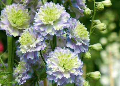 Ostróżka Highlander MOONLIGHT Delphinium  /P11 *K7