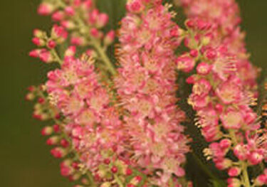 Orszelina olcholistna 'RUBY SPICE' Clethra alnifolia C3/80cm *K14