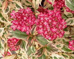 Hortensja piłkowana EUPHORIA PINK Hydrangea serrata /C3 *T6-8