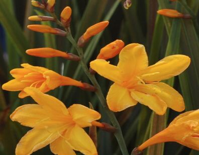 Cynobrówka 'Twilight Fairy GOLD' Crocosmia, Montbrecja /C2,5 