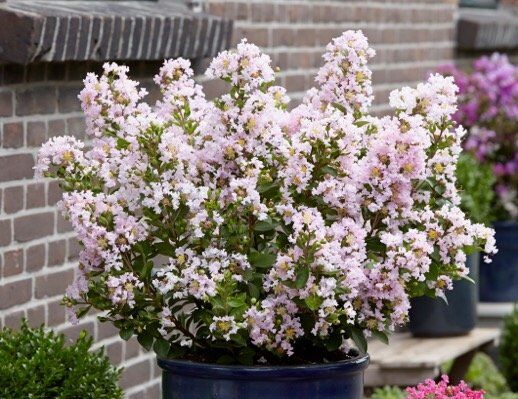 Lagerstroemia karłowa WITH LOVE® BABE 'Milaperl'  L.indica Bez południa C2/20-30cm *K9