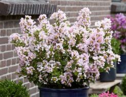 Lagerstroemia karłowa WITH LOVE® BABE 'Milaperl' L.indica Bez południa C2/20cm *K17