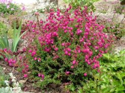 Dabecja kantabryjska ATROPURPUREA Daboecia cantabrica /P12 *K8