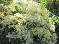 Pileostegia viburnoides (zimozielone pnącze) C2(C7,5)/40-60cm *TP