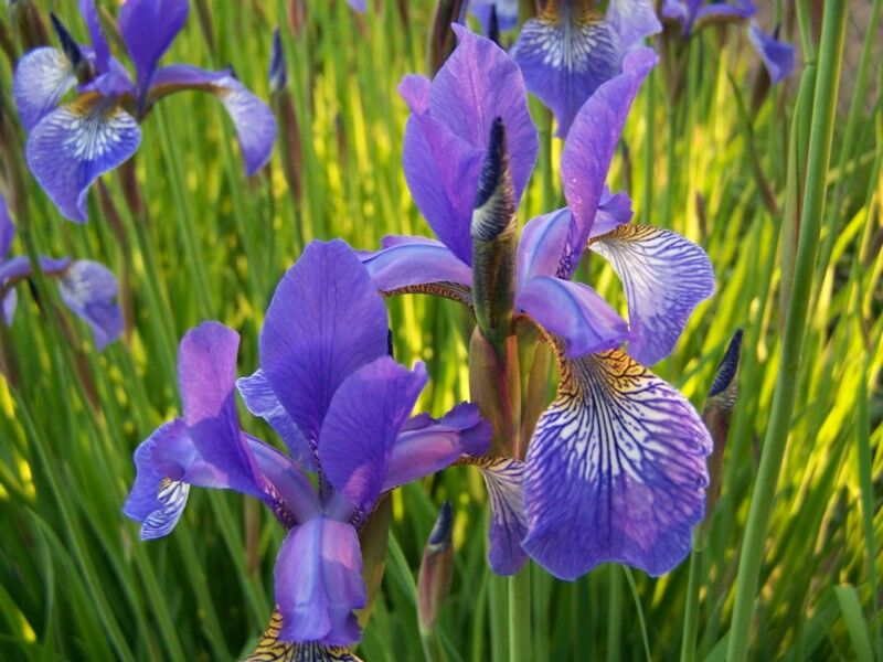 Kosaciec syberyjski CAESAR'S BROTHER Irys Iris sibirica /C2 *K3