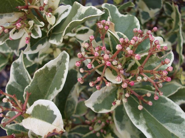 Kalina ESKIMO VARIEGATED Viburnum C7,5/40cm