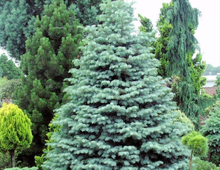 Jodła górska ARGENTEA Abies lasiocarpa P13/40cm