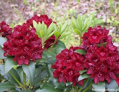 Różanecznik wielkokwiatowy KALI Rhododendron arboreum C2-C3/20-40cm *T2