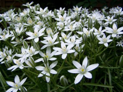 Śniedek baldaszkowaty Ornithogalum umbellatum -10szt. cebulek