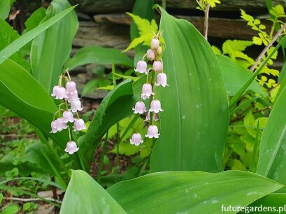 Konwalia majowa ROSEA Convallaria majalis Rosea /P9 *K25