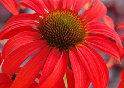 Jeżówka TOMATO SOUP Echinacea 