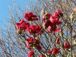 Magnolia czerwona IAN'S RED C9/80cm *K8