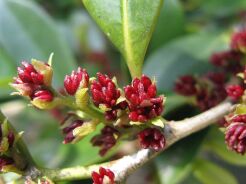 Distylium racemosum BLUE CASCADE C2/20cm *K8