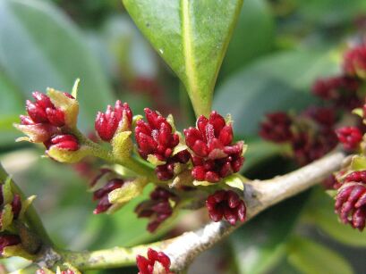 Distylium racemosum BLUE CASCADE C5/60-80cm *K20