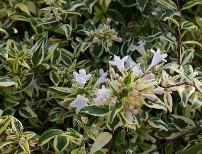 Abelia x grandiflora CONFETTI 'Conti'® C2/20-30cm