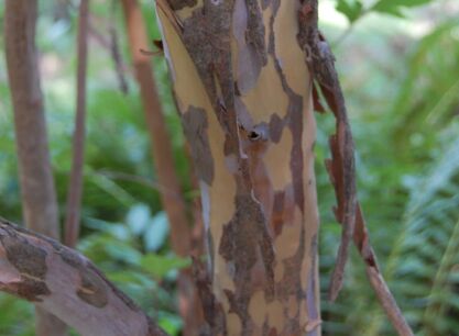 Orszelina szara Clethra barbinervis C2/50-60cm *K10