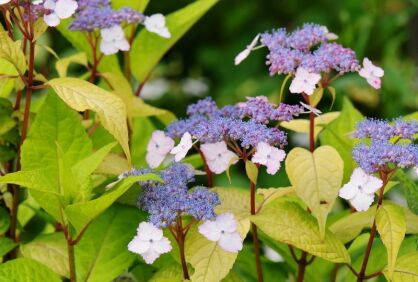 Hortensja piłkowana GOLDEN SUNLIGHT PBR Hydrangea serrata /C2 *4T