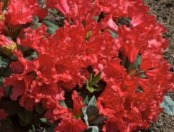  Rhododendron repens SCARLET WONDER C3/20cm *20K