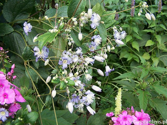 Clematis jouiniana Mrs ROBERT BRYDON Powojnik /C2 *K8