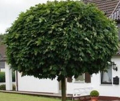 Platan klonolistny ALPHEN'S GLOBE Platanus acerifolia C10/Pa180cm 