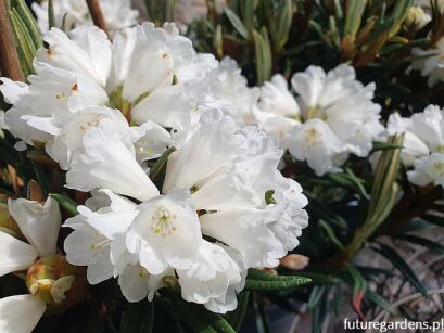 Rhododendron bureavii /C3 *K11